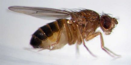 Чому з'являються мошки, мухи і комарі причини і профілактика