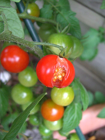 Чому розтріскуються томати, причина тріщин на помідорах