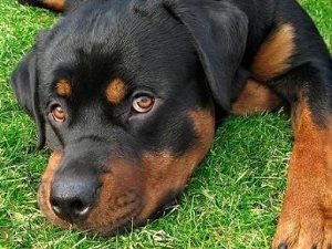 De ce un câine cu un câine se conectează atunci când împerechează, pisicile și câinii noștri
