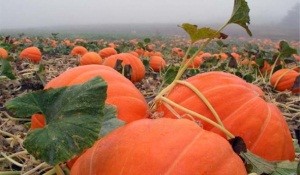 Előnyei és hátrányai tökmagolaj, használata tulajdonságai