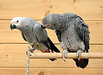Papagalii rasei sunt soiurile fierbinți, caracteristicile conținutului, hrănirea și îngrijirea fripturii