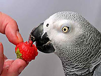 Papagalii rasei sunt soiurile fierbinți, caracteristicile conținutului, hrănirea și îngrijirea fripturii