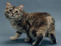 Порода кішок манкс (менській кішка), кішки - хто вони