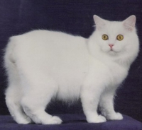 Rasa de pisici Manx (pisică bărbați), pisici - cine sunt