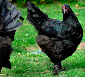 Breed csirkék langshan jellemzése, leírása és képek