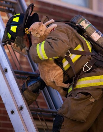 Pompierii care au salvat animalele de companie (38 fotografii)