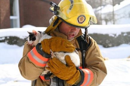 Pompierii care au salvat animalele de companie (38 fotografii)