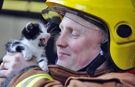 Pompierii care au salvat animalele de companie (38 fotografii)