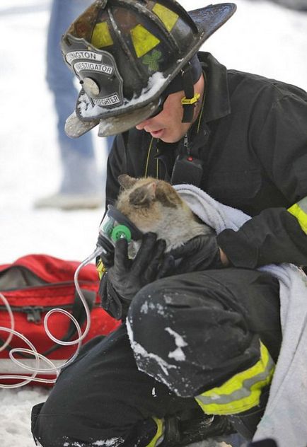 Пожежні, які врятували домашніх тварин (38 фото)