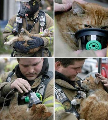 Pompierii care au salvat animalele de companie (38 fotografii)