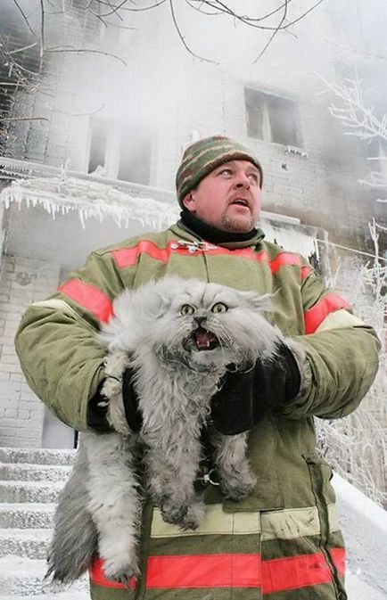 Pompierii care au salvat animalele de companie (38 fotografii)