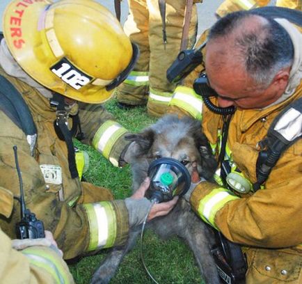 Pompierii care au salvat animalele de companie (38 fotografii)