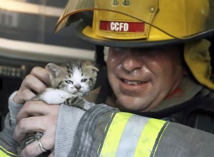 Pompierii care au salvat animalele de companie (38 fotografii)