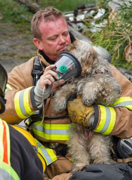 Pompierii care au salvat animalele de companie (38 fotografii)