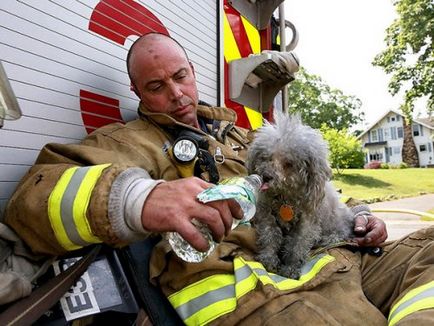 Pompierii care au salvat animalele de companie (38 fotografii)