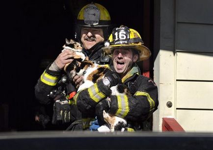 Pompierii care au salvat animalele de companie (38 fotografii)