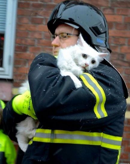 Pompierii care au salvat animalele de companie (38 fotografii)