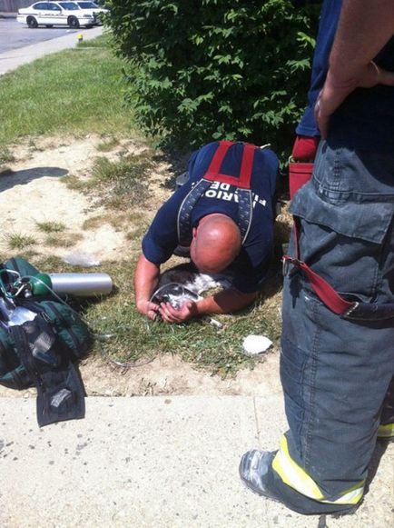 Pompierii care au salvat animalele de companie (38 fotografii)