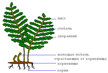 Lucrare practică 