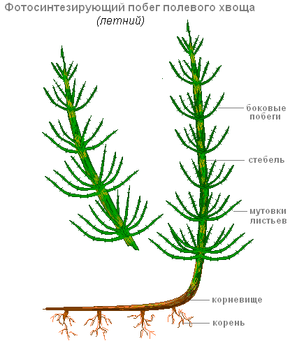 Lucrare practică 