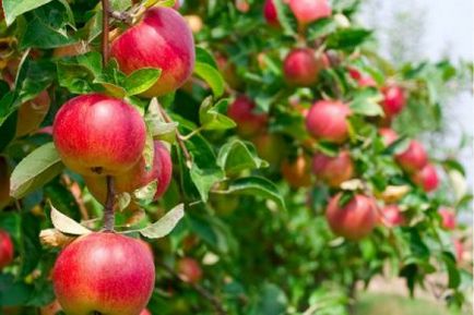 Előnyök almafák a törpe alanyon fajták