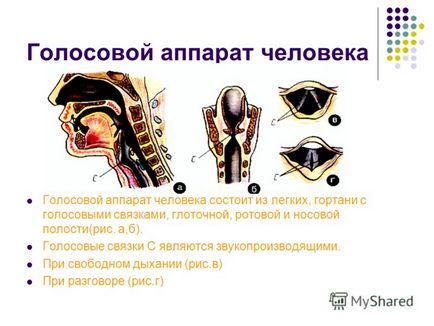 Презентація на тему світ звуків