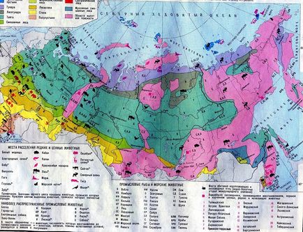 Zona tundră naturală din Rusia (descriere, pe hartă) natura, animale, rezerve, naturale