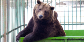 Adăposturi pentru animale (câini și pisici) din Sankt-Petersburg (Sankt-Petersburg)