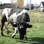 Продуктивність корів, сільське життя