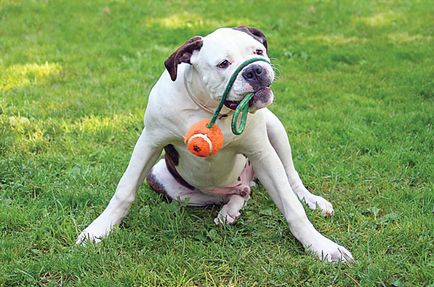 Pszichológiai észlelés, vagy ravasz kennel - zooinform Város