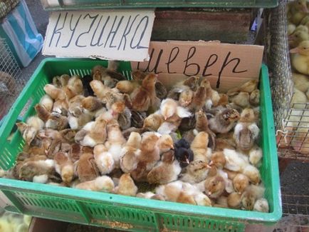 Bird Market în Kiev