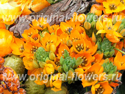 Ornithogalum - Ornithogalum ellátás, fotó, betegség leírása (Ornithogalum) Ornithogalum - Ornithogalum ellátás, fotó, betegség leírása
