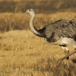 A madarak nem képesek repülni - egyszerű válaszokat bonyolult kérdésekre