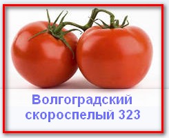 Ранните сортове домати - възможност за бързо производство на зрели плодове, домати, краставици и си къщичка