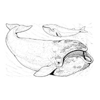 Розфарбування кит - роздрукувати картинки для дітей