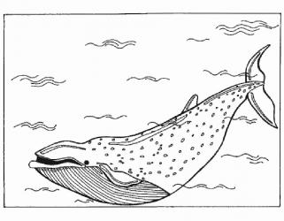 Descărcarea și imprimarea colorării balenelor