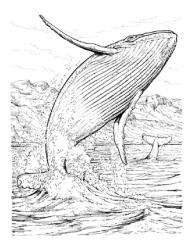 Descărcarea și imprimarea colorării balenelor