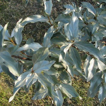 Imagine de plante lacul și descrierea frunzelor, florilor și fructelor de tufiș, cultivarea lacului