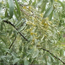 Imagine de plante lacul și descrierea frunzelor, florilor și fructelor de tufiș, cultivarea lacului