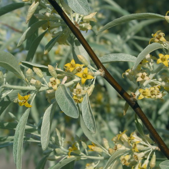 Imagine de plante lacul și descrierea frunzelor, florilor și fructelor de tufiș, cultivarea lacului