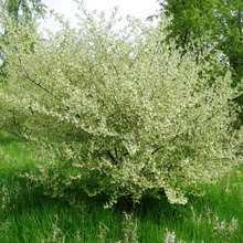 Imagine de plante lacul și descrierea frunzelor, florilor și fructelor de tufiș, cultivarea lacului