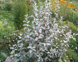 Plante înfloritoare în creștere, grooming, fraierii argintii, cu frunze înguste