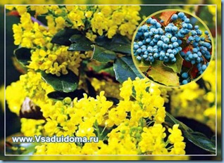 Plant Mahonia-finomságok növekszik, tenyésztési és gondozása a kert helyén, vendégház és szobanövények