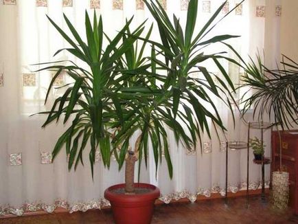 Planta Yucca - cum să o crească acasă