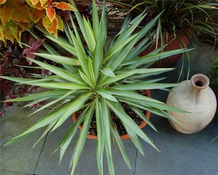 Planta Yucca - cum să o crească acasă