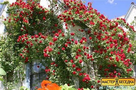 Рослини навколо альтанки (31 фото красивих квітів і прикладів їх висадки) - легка справа