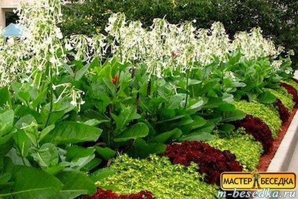 Рослини навколо альтанки (31 фото красивих квітів і прикладів їх висадки) - легка справа