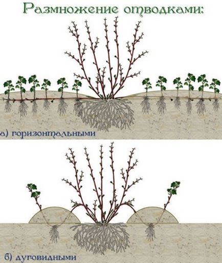 Розмноження плодових дерев, ягідних кущів