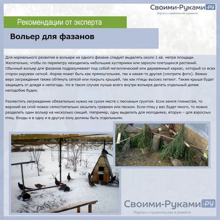 Розведення фазанів в домашніх умовах докладно