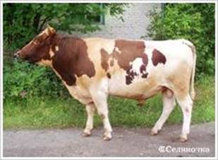 Рейтинг молочних порід корів, контент-платформа